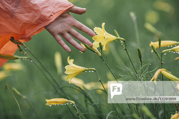Beschnittenes Bild der Hand  die während der Regenzeit nasse gelbe Blüten berührt.