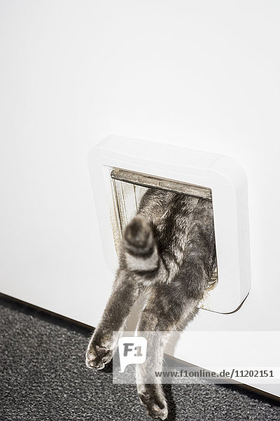 Unterer Teil der Katze die von der weißen Tür eintritt