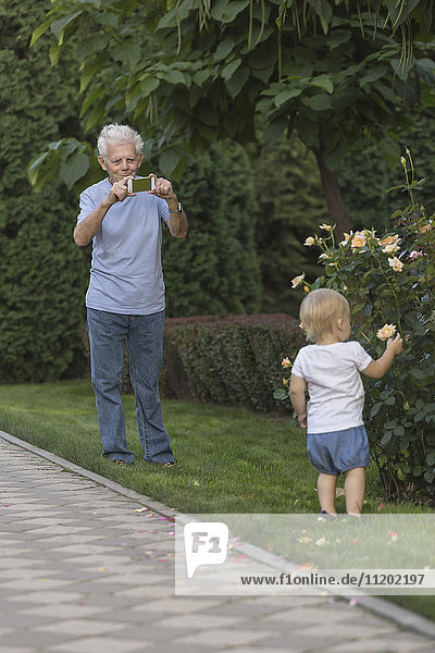 Großvater fotografiert Mädchen  das Rose im Park berührt.