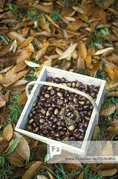 Basket of chestnuts