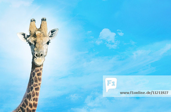 Giraffe mit Kopf in den Wolken