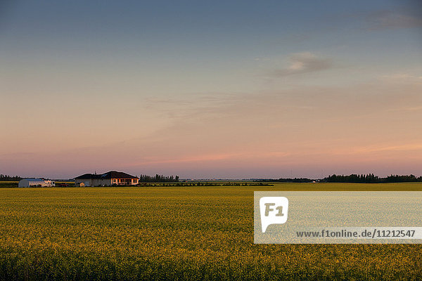 Die Sonne geht über einem Rapsfeld auf und der leuchtend rosa Himmel scheint auf das Farmhaus; Saskatchewan  Kanada'.