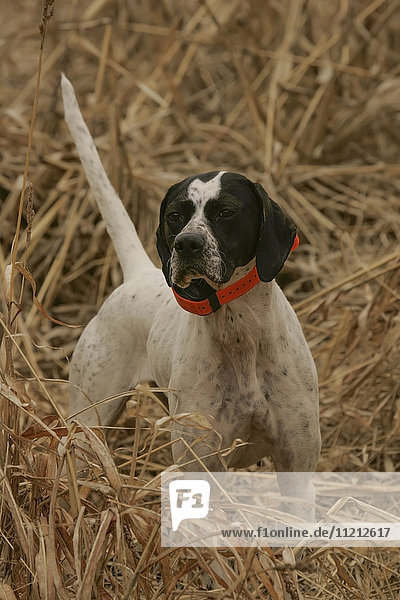 English Pointer In The Field