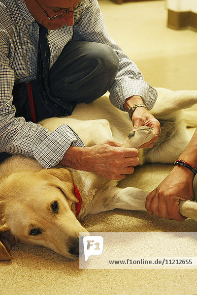 Vet Examines Yellow Lab Dog In Clinic