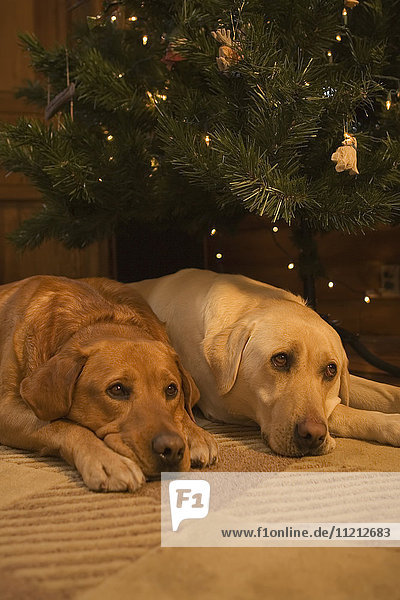Red And Yellow Lab Resting In Front Of Christmas Tree