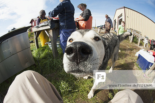 Hund untersucht Fotograf  während im Hintergrund Menschen beim Filetieren von Lachs arbeiten  Bristol Bay  Südwest-Alaska