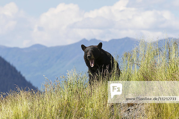 CAPTIVE: Black bear yawns while sitting on a grassy hillside at the Alaska Wildlife Conservation Center  Southcentral Alaska