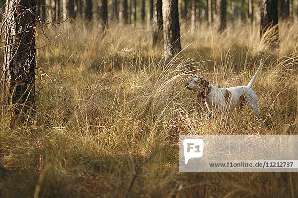 English Pointer in the Woods Hunting Quail