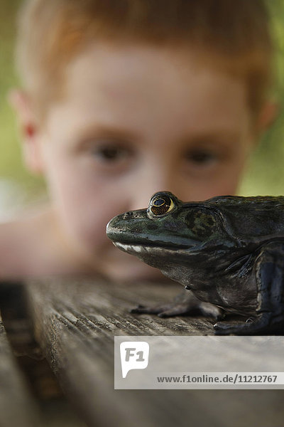 Young Boy Observes Large Bullfrog On The Dock on a Lake