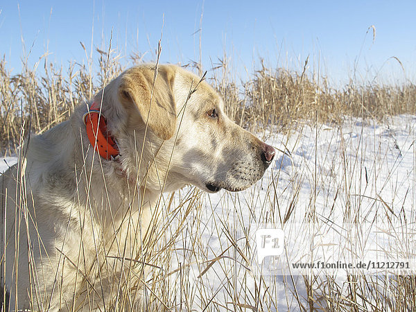 Yellow Lab Wears An Electronic Collar