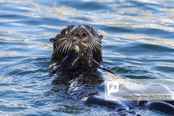Close up of a sea otter in Resurrection Bay  Seward  Kenai Peninsula  Southcentral Alaska  USA