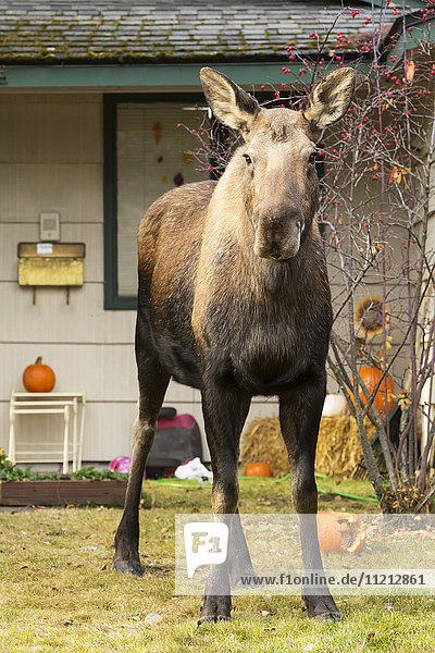 Nahaufnahme einer Elchkuh  die in einem Vorgarten steht und Halloween-Kürbisse gefressen hat  Anchorage  Southcentral Alaska  USA