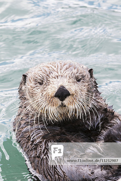 Close up of a sea otter swimming in Resurrection Bay  Seward  Southcentral Alaska  USA