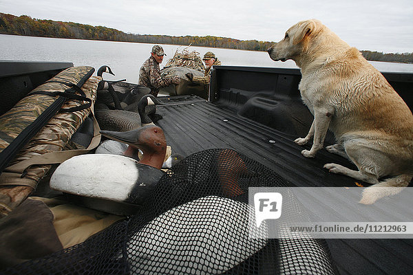 Dog In Truck Bed As Hunters Load The Truck
