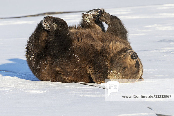 CAPTIVE: Female Grizzly bear playing on a frozen pond in winter  Alaska Wildlife Conservation Center  Southcentral Alaska  USA