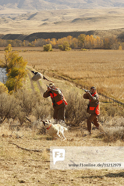 Two Upland Bird Hunters Flushing Pheasant And Lab Running After Them