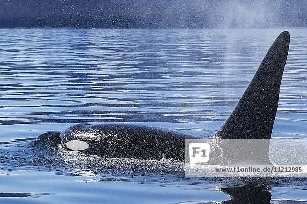 Ein Orca-Wal (Schwertwal) (Orcinus orca) taucht in der Nähe von Juneau  Lynn Canal  Chilkat Mountains  Inside Passage; Alaska  Vereinigte Staaten von Amerika