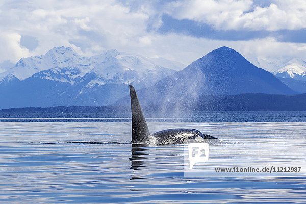 Ein Orca-Wal (Schwertwal) (Orcinus orca) taucht in der Nähe von Juneau  Lynn Canal  Chilkat Mountains  Inside Passage; Alaska  Vereinigte Staaten von Amerika