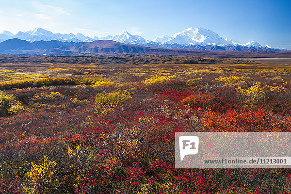 Herbstliche Aussicht auf den Denali und die Alaska Range  Denali National Park  Inner-Alaska  USA