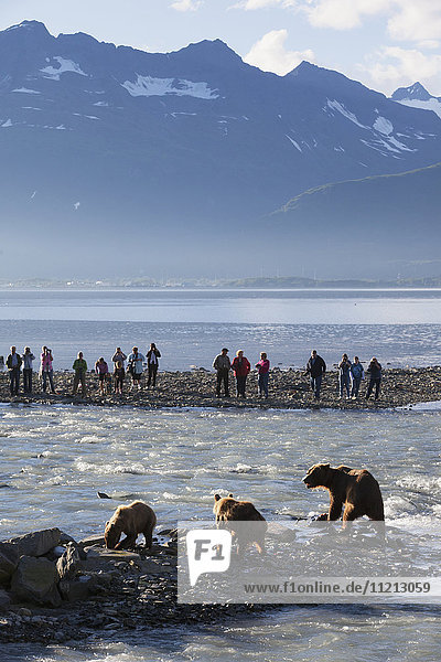 Brown bear sow fishes with her cubs for Pink and Silver salmon at Allison Point with anglers in the background  Valdez  Southcentral Alaska  USA