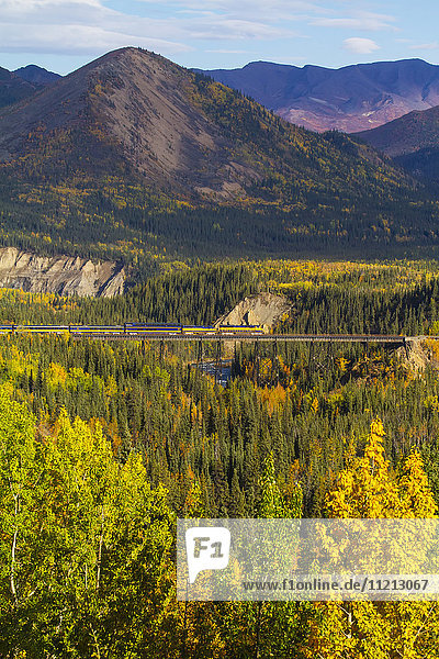 Ein Personenzug der Alaska Railroad überquert im Herbst einen Bahndamm im Denali National Park & Preserve im Inneren Alaskas  USA