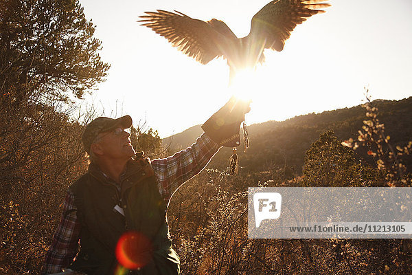 Falconer With Falcon