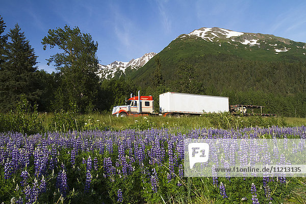Der Lastwagen von Lynden Transport passiert ein Feld mit Nootka-Lupinen entlang des Seward Highway und Turnagain Arm  Süd-Zentral-Alaska  USA