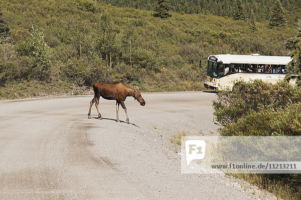 Eine Elchkuh überquert die Parkstraße vor einem Reisebus  Denali-Nationalpark  Inner-Alaska  USA