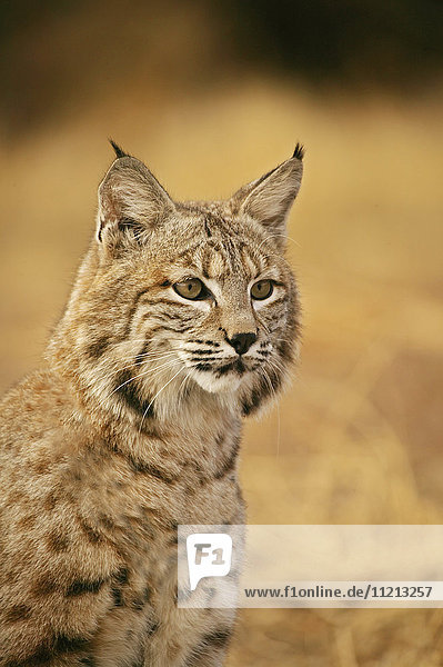 Bobcat Portrait
