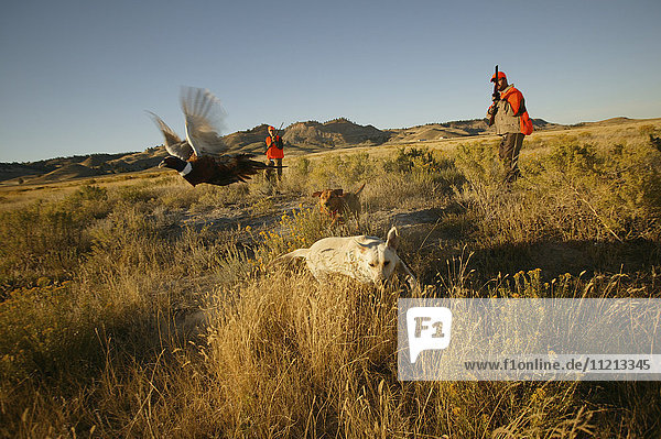 Upland Bird Hunters