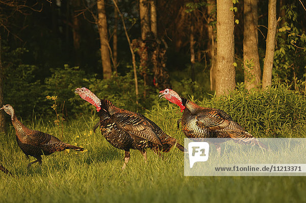 Eastern Turkey Toms Gobblers