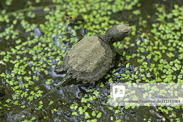 Baby Snapping Turtle Leaving The Nest