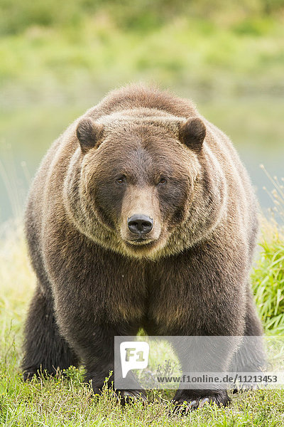 CAPTIVE: Braunbär im Alaska Wildlife Conservation Center im Sommer  Süd-Zentral-Alaska  USA