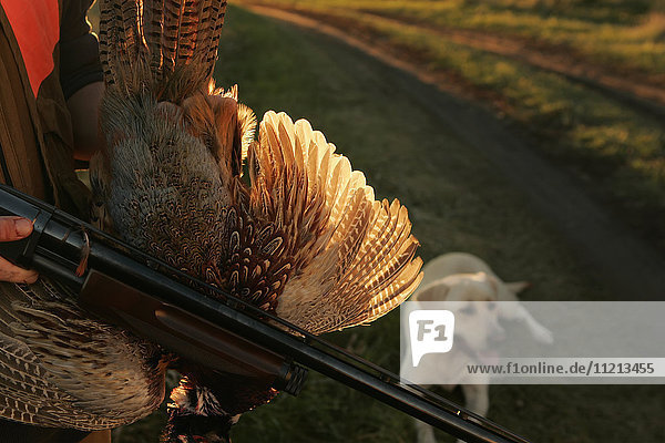 Pheasant Rooster Hunter With Gun And Yellow Lab