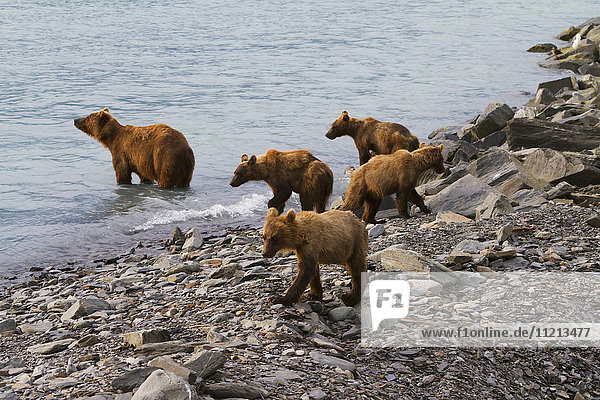 Brown bear sow with four 1.5 year old cubs near the fish hatchery  Allison Point  Valdez  Southcentral Alaska  USA