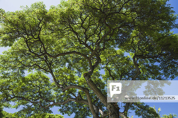 Blick von oben auf die Baumkronen des Affenschotenbaums (Samanea saman); Hawaii  Vereinigte Staaten von Amerika'.