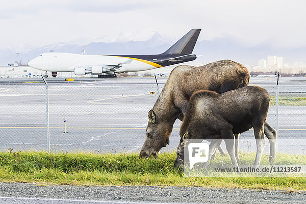 Elchkuh und Elchkalb beim Fressen mit einem UPS-Flugzeug im Hintergrund  Ted Stevens International Airport  West Anchorage im Herbst. Südzentrales Alaska.