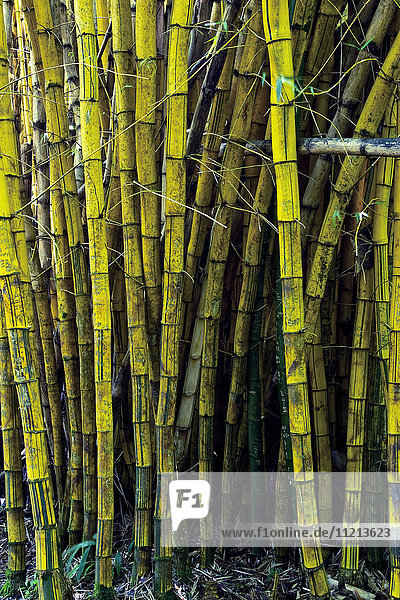 Bambuspflanzen; Hawaii  Vereinigte Staaten von Amerika'.