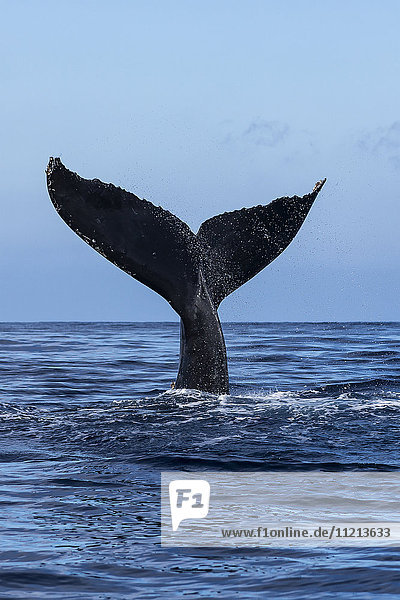 'Schwanz eines Buckelwals (Megaptera novaeangliae) aus dem Wasser; Hawaii  Vereinigte Staaten von Amerika'.