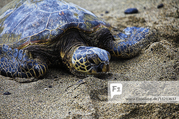 Grüne Meeresschildkröte (Chelonia mydas)  die auf dem warmen Sand liegt; Insel Hawaii  Hawaii  Vereinigte Staaten von Amerika'.