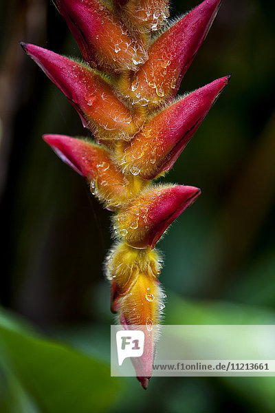 Eine einzigartige tropische Pflanze mit unscharfen roten und orangefarbenen Blüten; Hawaii  Vereinigte Staaten von Amerika'.