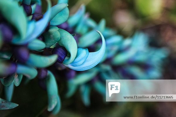 Blaue Jadepflanze mit violetten Blüten; Hawaii  Vereinigte Staaten von Amerika'.