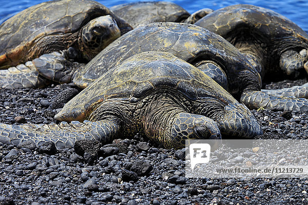 Grüne Meeresschildkröten (Chelonia mydas)  die an der Küste liegen; Hawaii  Vereinigte Staaten von Amerika'.