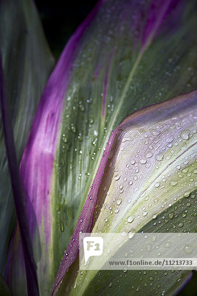 Nahaufnahme der violetten und grünen Blätter einer tropischen Pflanze  die mit Wassertropfen bedeckt sind; Hawaii  Vereinigte Staaten von Amerika'.