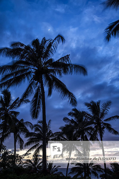 Silhouettierte Palmen unter einem bewölkten Himmel bei Sonnenuntergang; Hawaii  Vereinigte Staaten von Amerika'.