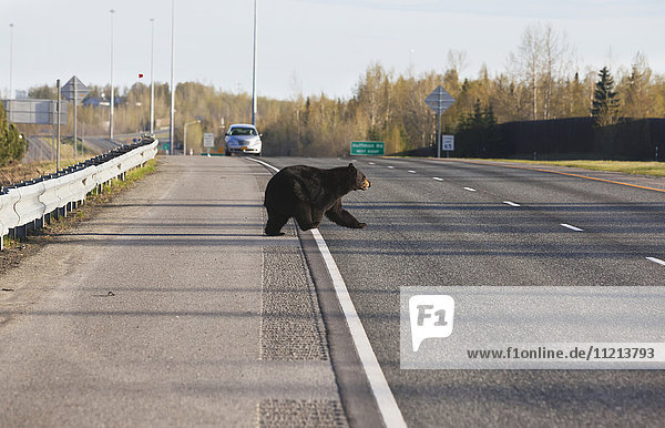 Ein großer Schwarzbär springt über eine Leitplanke  um den Seward Highway in der Nähe der Huffman Road zu überqueren. Frühling. Südzentrales Alaska.