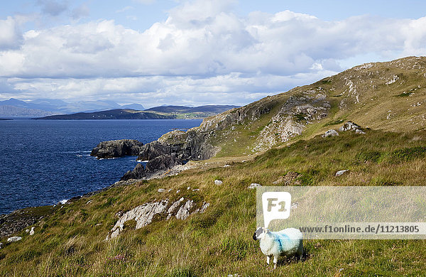Ein Schaf mit aufgemalten blauen Markierungen steht allein auf einem grasbewachsenen Hang mit Blick auf das Meer und die Küste  in der Nähe von Eyeries; Grafschaft Cork  Irland '