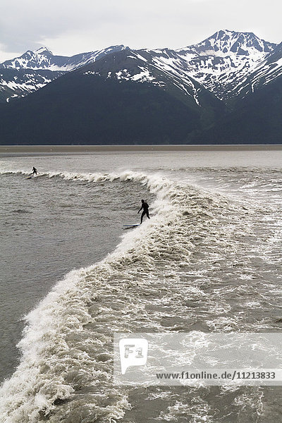 Surfers ride a large bore tide in Turnagain Arm  Southcentral Alaska  USA