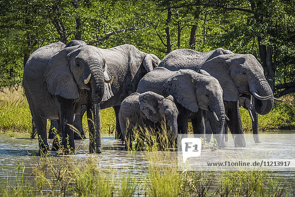 Gruppe von Elefanten (Loxodonta africana) beim Trinken am Wasserloch; Botswana'.