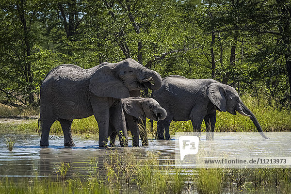 Elefantenfamilie (Loxodonta africana) trinkt aus einem Wasserloch; Botswana'.